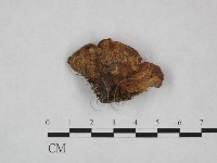 殘孔菌屬藏品圖，第3張