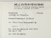 血紅密孔菌藏品圖，第2張