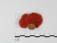 血紅密孔菌藏品圖，第1張