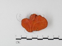 血紅密孔菌藏品圖，第3張