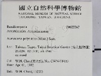 毛木耳藏品圖，第2張
