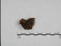 登錄號:F0023368藏品圖，第1張