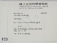 傘菌屬藏品圖，第2張
