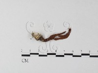 登錄號:F0023374藏品圖，第1張