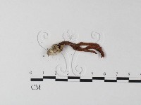 登錄號:F0023374藏品圖，第3張