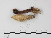 登錄號:F0023383藏品圖，第3張