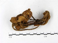 登錄號:F0023384藏品圖，第3張