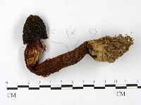 登錄號:F0023386藏品圖，第3張