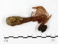 登錄號:F0023387藏品圖，第1張