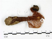 登錄號:F0023387藏品圖，第3張