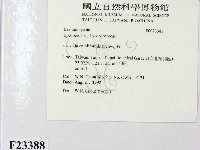 頭狀禿馬勃藏品圖，第2張