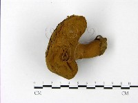 頭狀禿馬勃藏品圖，第1張