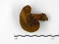 頭狀禿馬勃藏品圖，第3張