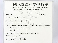 頭狀禿馬勃藏品圖，第2張