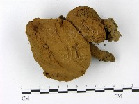 頭狀禿馬勃藏品圖，第1張