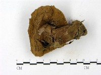 頭狀禿馬勃藏品圖，第3張