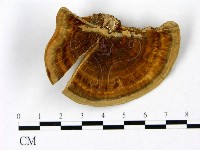 登錄號:F0023391藏品圖，第1張