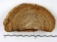 登錄號:F0023393藏品圖，第1張