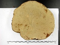 登錄號:F0023394藏品圖，第3張