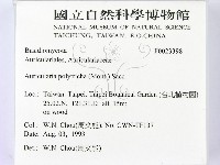 毛木耳藏品圖，第2張