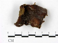 毛木耳藏品圖，第1張