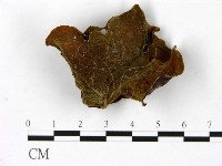 毛木耳藏品圖，第3張