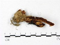 登錄號:F0023401藏品圖，第1張