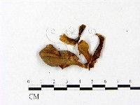 登錄號:F0023402藏品圖，第1張