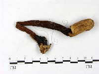 登錄號:F0023404藏品圖，第1張