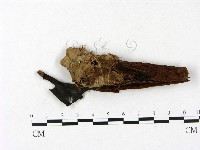 登錄號:F0023408藏品圖，第1張