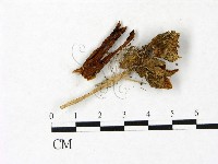 登錄號:F0023409藏品圖，第1張