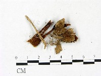 登錄號:F0023409藏品圖，第3張