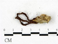 登錄號:F0023410藏品圖，第3張