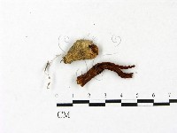 登錄號:F0023412藏品圖，第1張