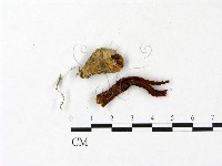 登錄號:F0023412藏品圖，第3張