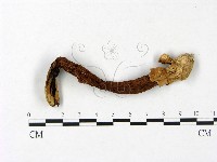 登錄號:F0023414藏品圖，第1張