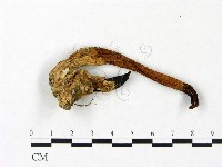 登錄號:F0023415藏品圖，第1張