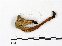 登錄號:F0023415藏品圖，第3張