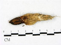 登錄號:F0023417藏品圖，第3張