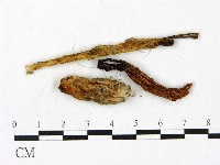 登錄號:F0023418藏品圖，第1張