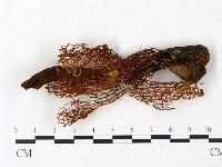 登錄號:F0023420藏品圖，第1張