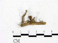 登錄號:F0023422藏品圖，第3張