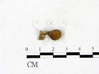 登錄號:F0023424藏品圖，第1張