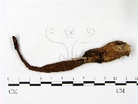 登錄號:F0023426藏品圖，第1張