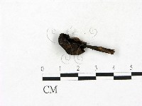 小菇屬藏品圖，第3張