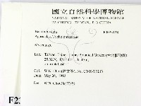 小菇屬藏品圖，第2張