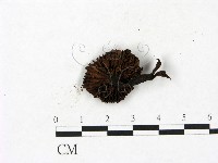 小菇屬藏品圖，第1張