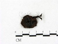 小菇屬藏品圖，第3張