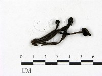 小菇屬藏品圖，第3張