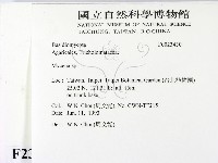 小菇屬藏品圖，第2張